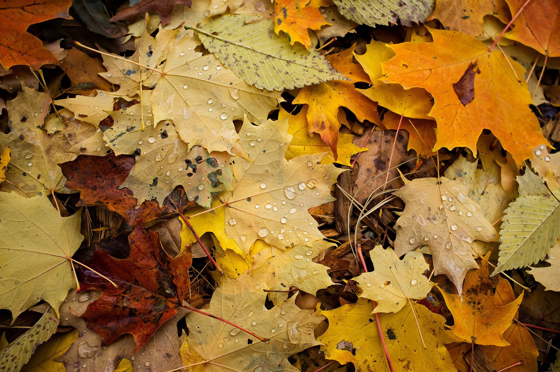 macro fogliame gocce autunno