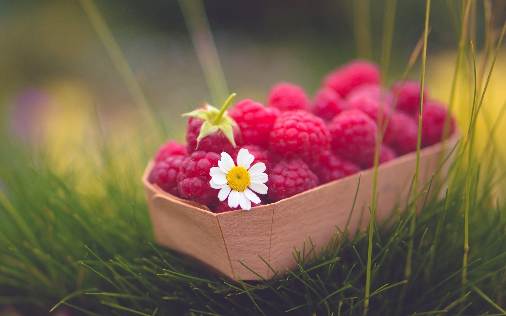 kamille gras essen beere blume himbeere blume