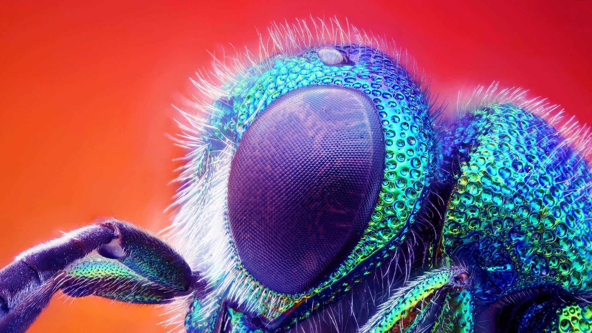 insect eyes head macro