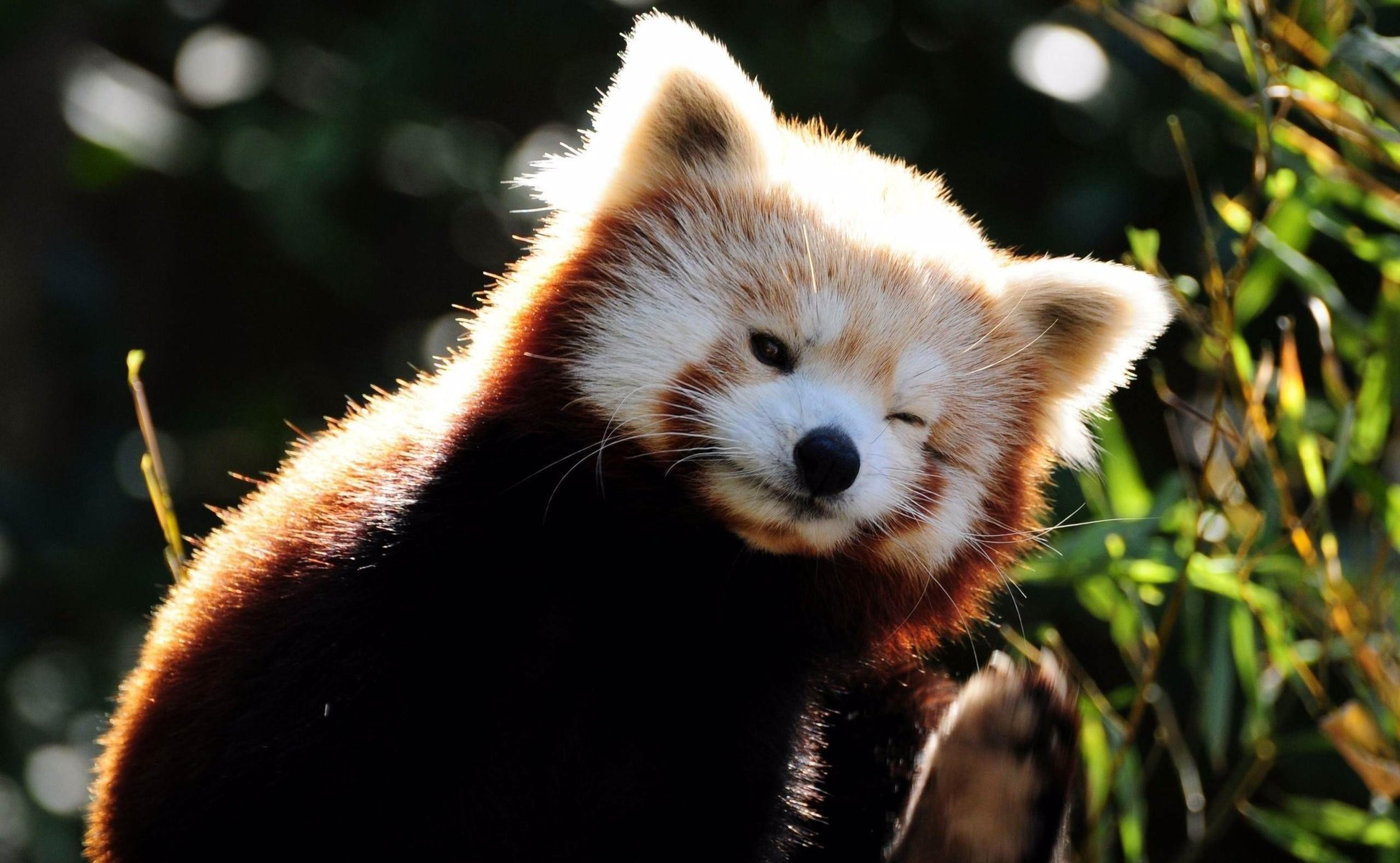 red panda in firefox grass muzzle