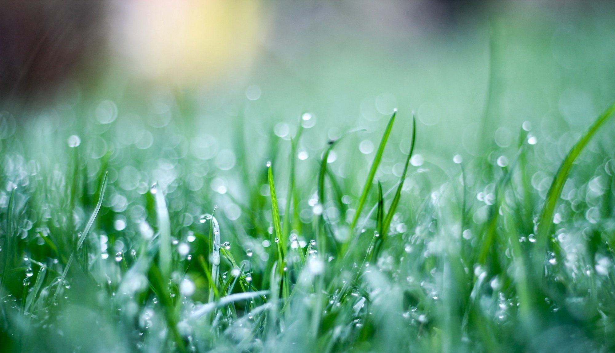 macro grass weed drops green greens wallpaper background