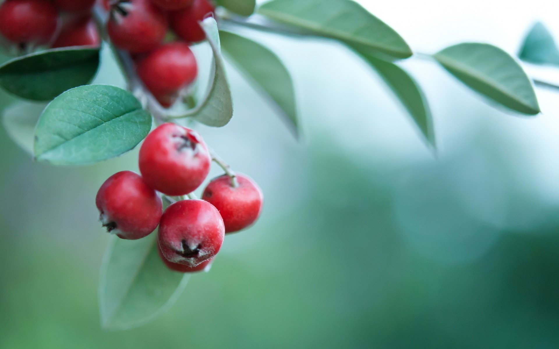 zweig hintergrund rot blätter beeren