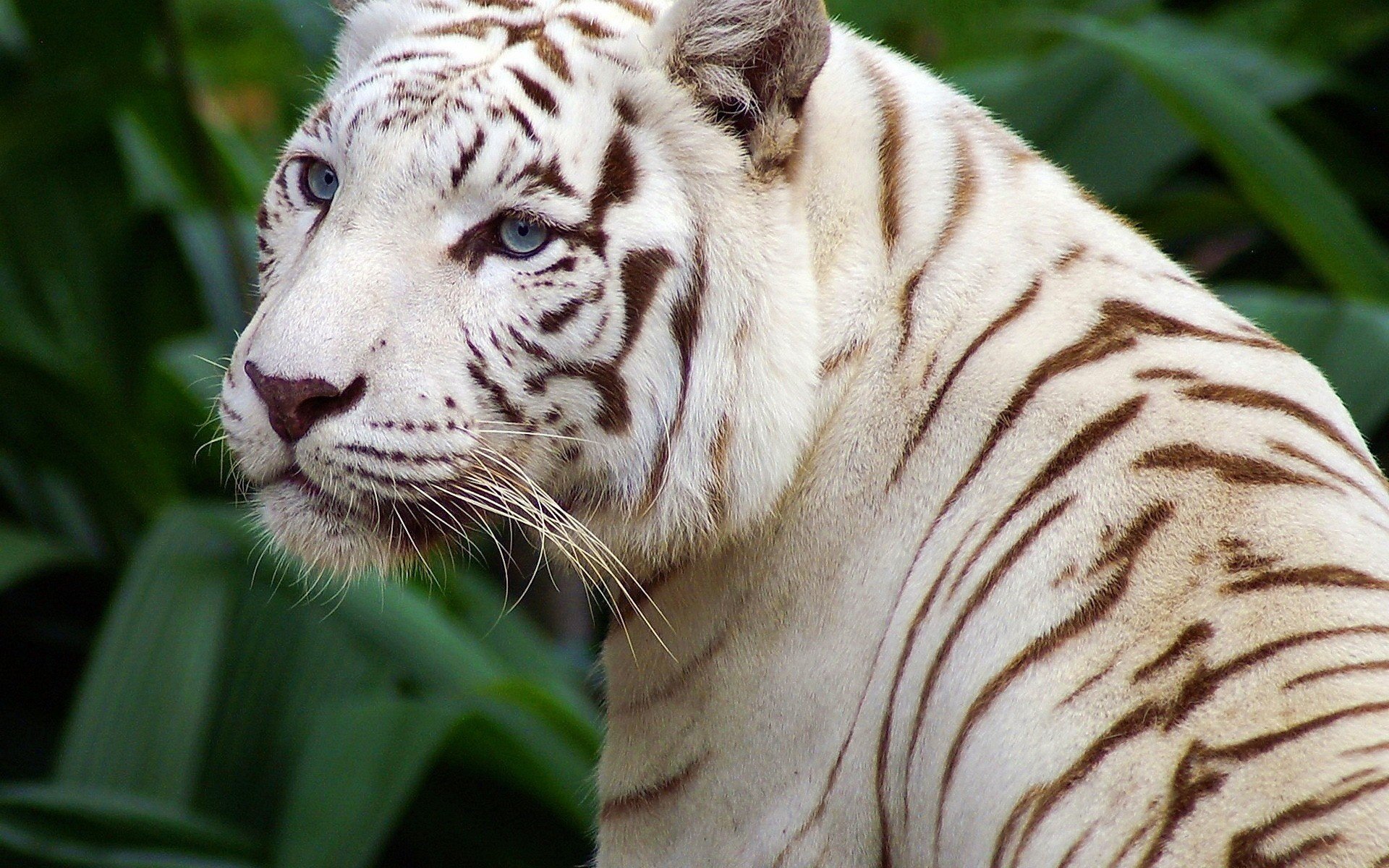 tigre blanco guapo ojos rayas