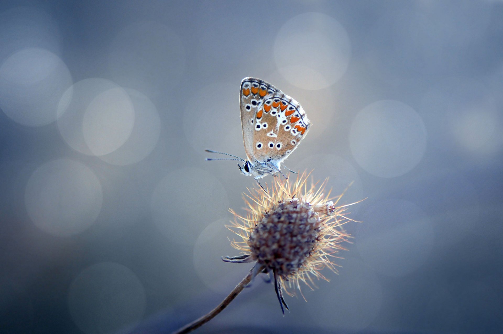 plant thorn butterfly glare