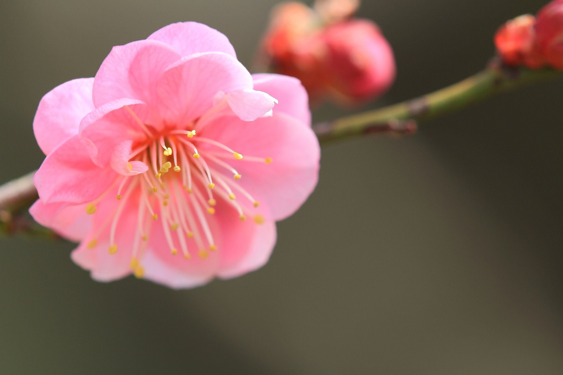 japanische aprikose rosa blütenblätter zweig blume