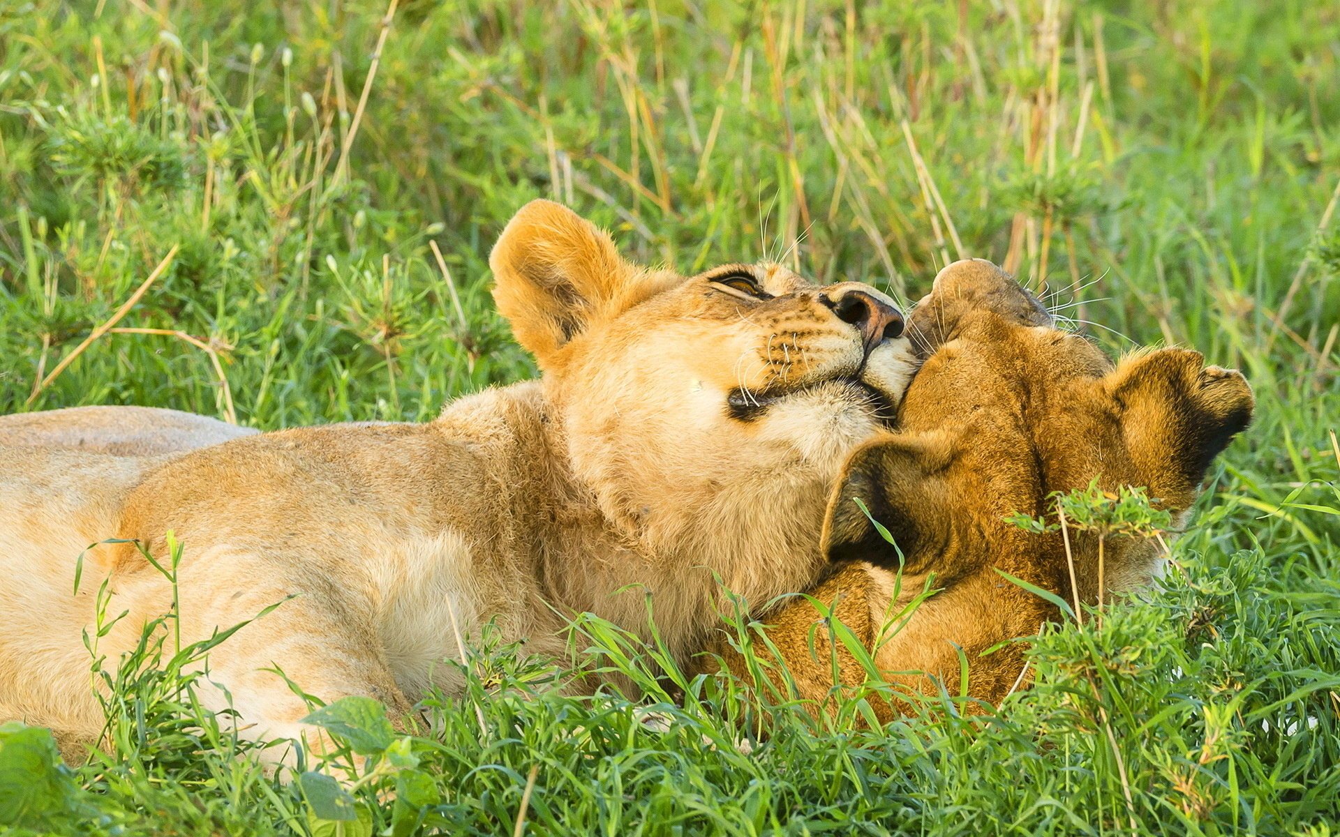 leoni leone gioco donnola savana coppia