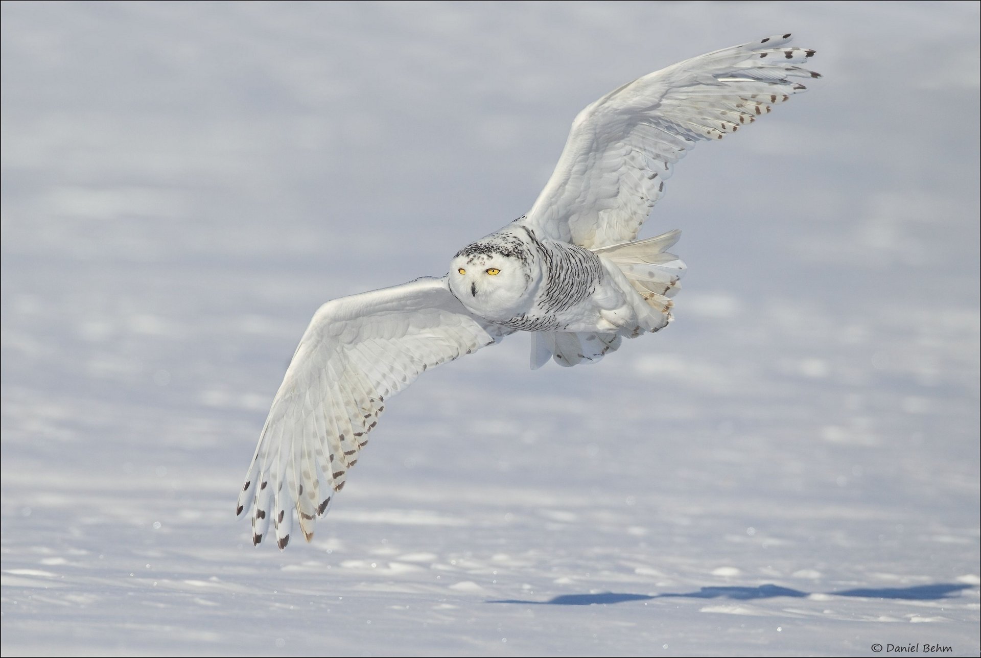 hibou polaire neige hibou blanc ailes owl snowy hiver