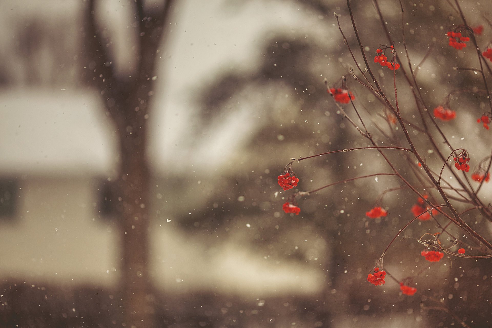 rowan baies arbre hiver neige rouge branches