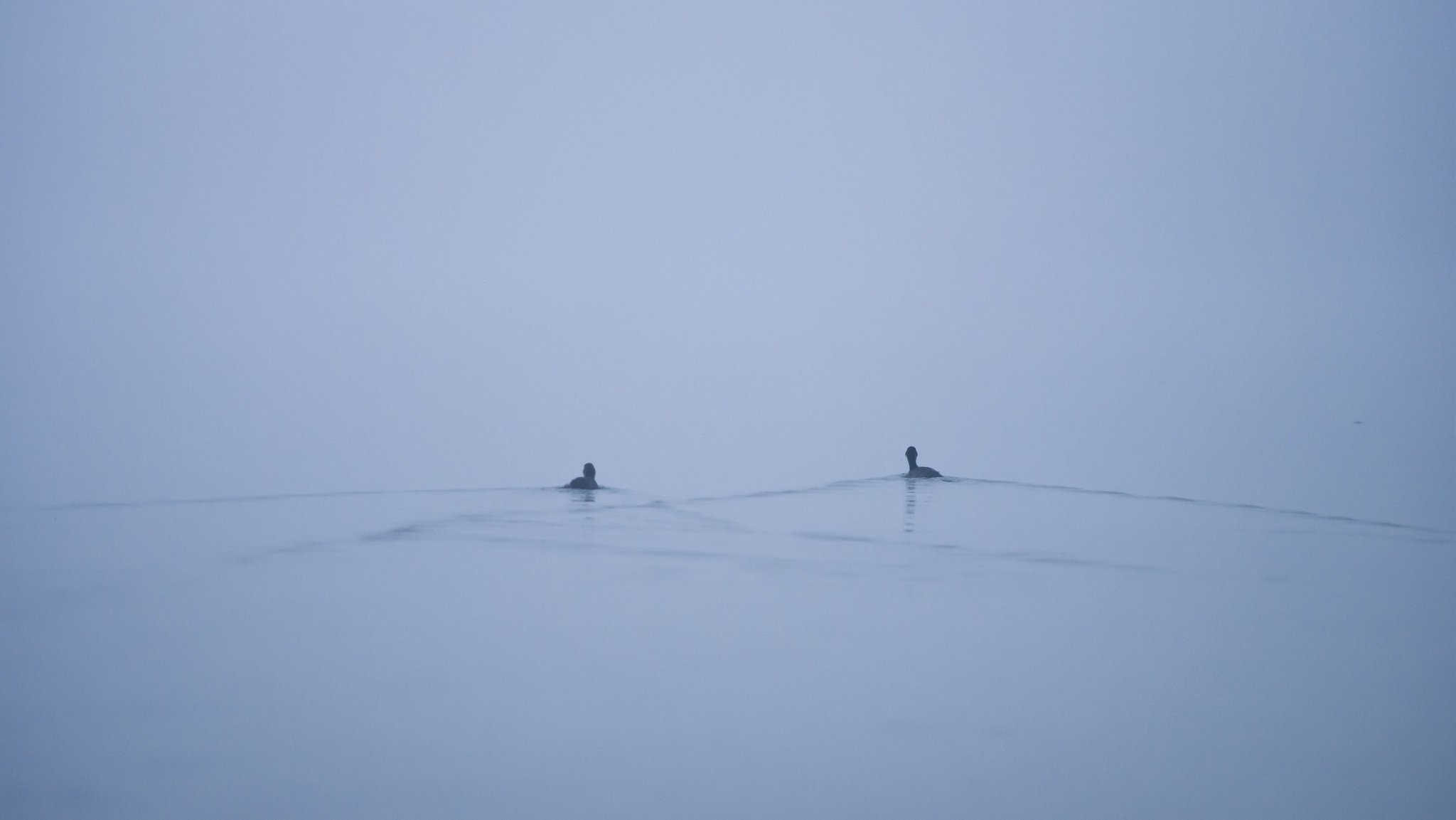 lago minimalismo patos niebla