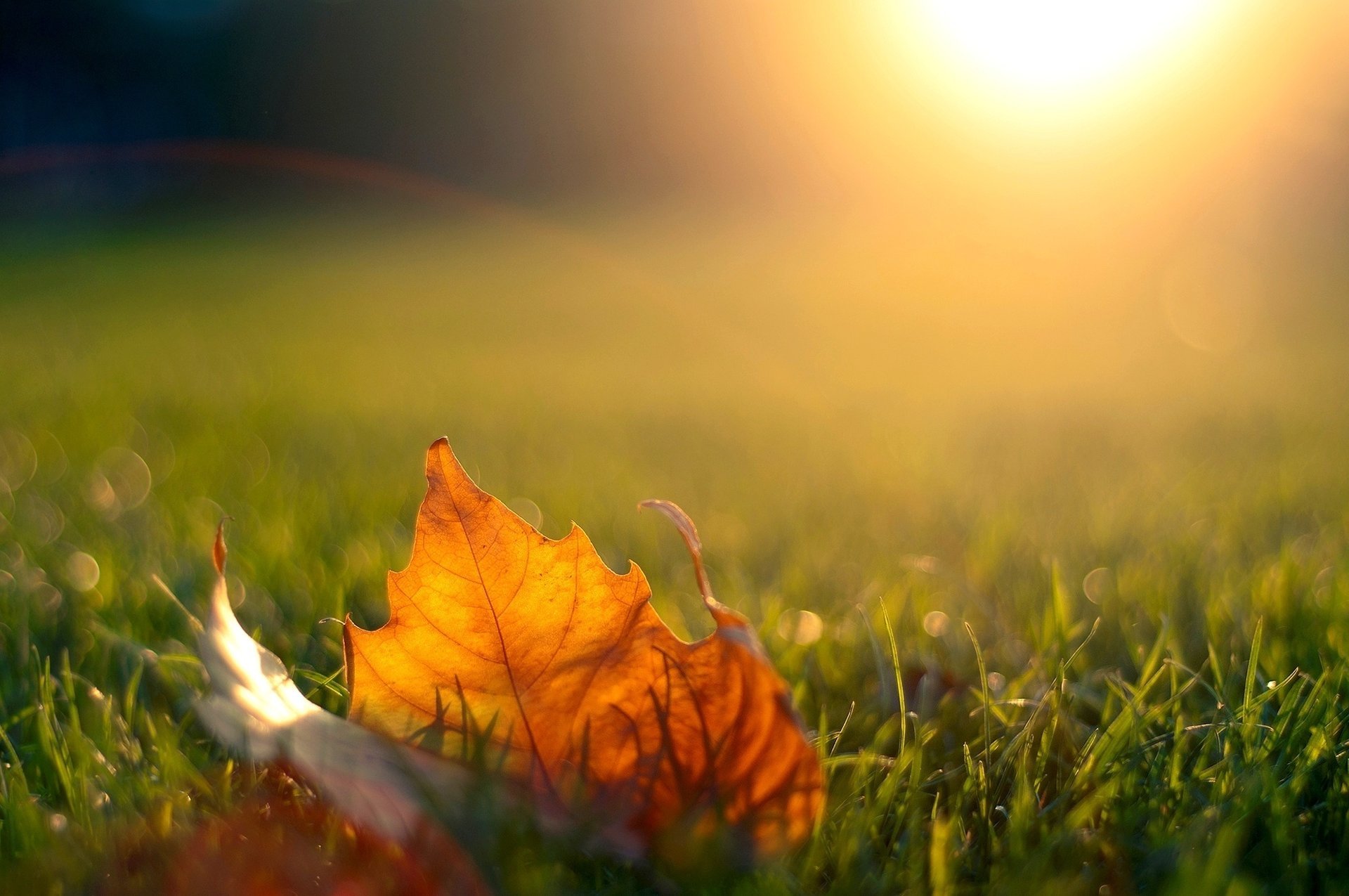 feuille automne coucher de soleil soleil herbe lumière érable soirée