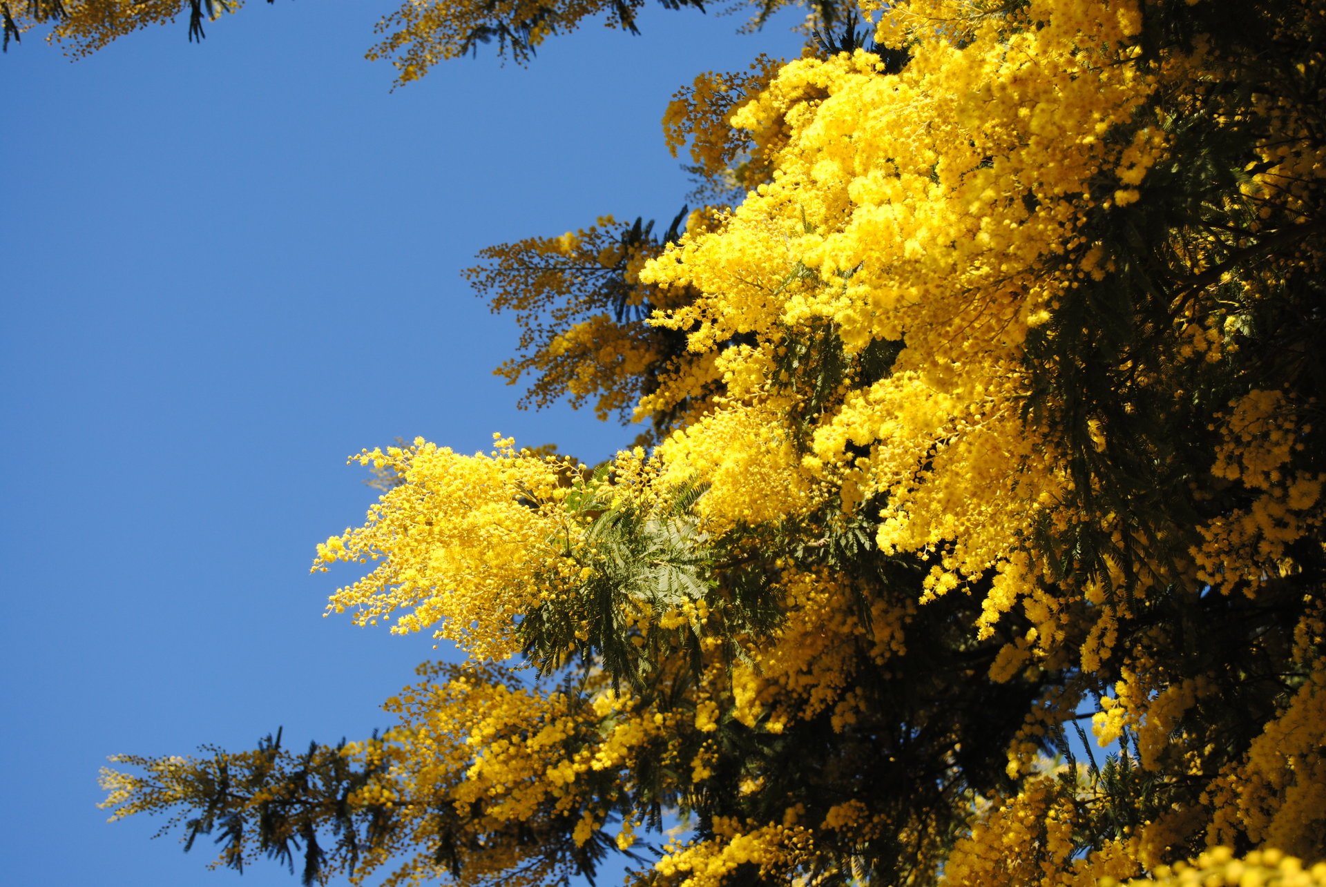 frühling mimose bäume natur himmel gelb blau