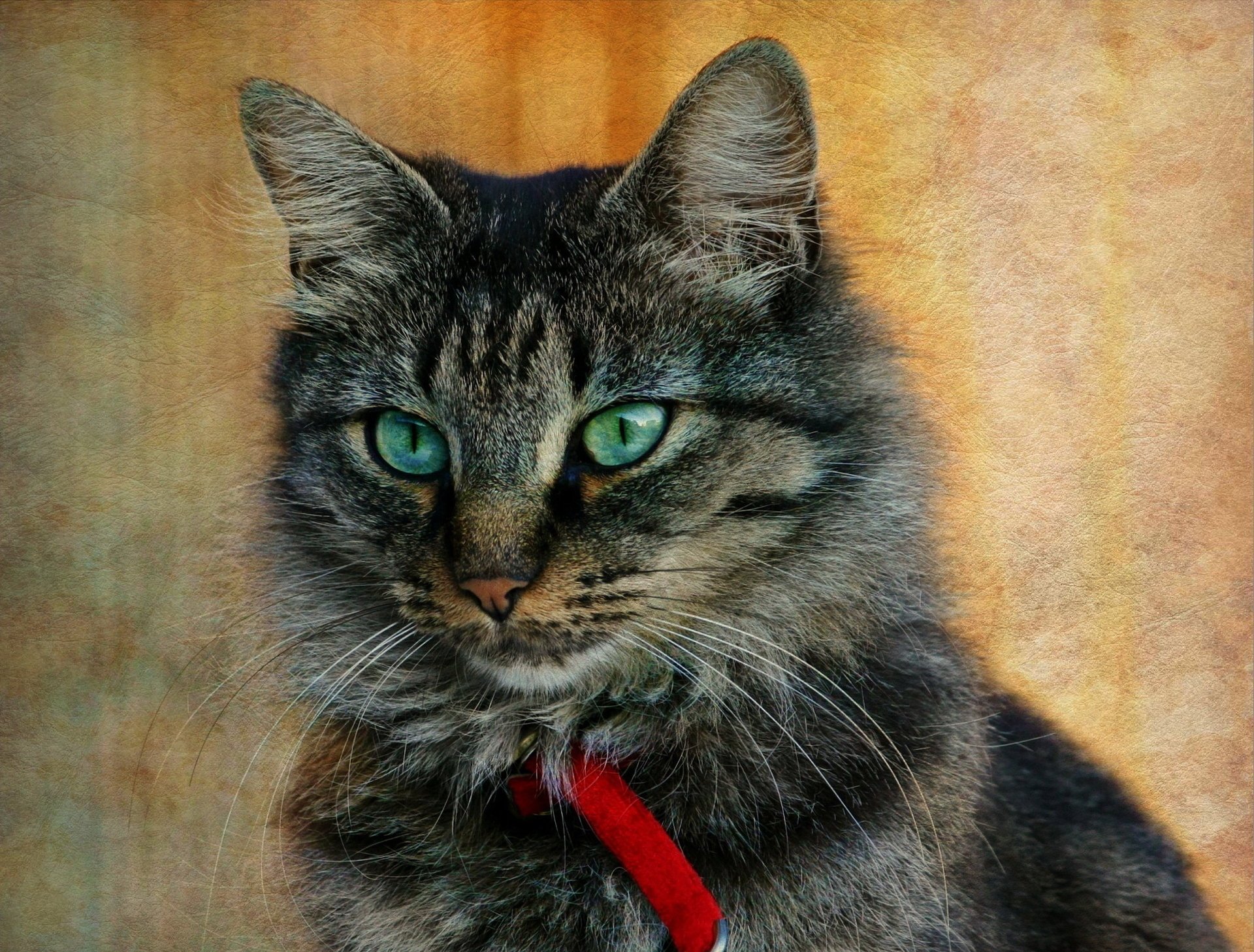 cat striped background gray cat texture collar