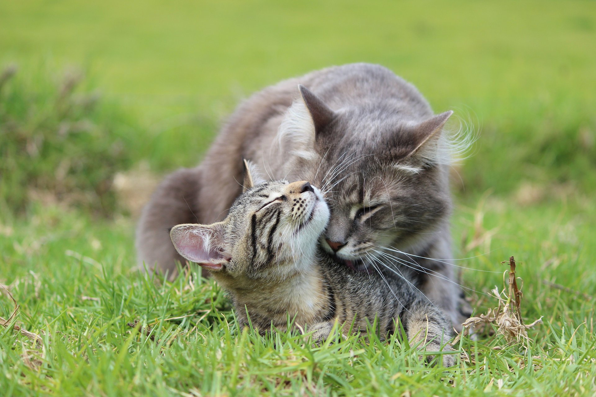 herbe gris chaton chat soin