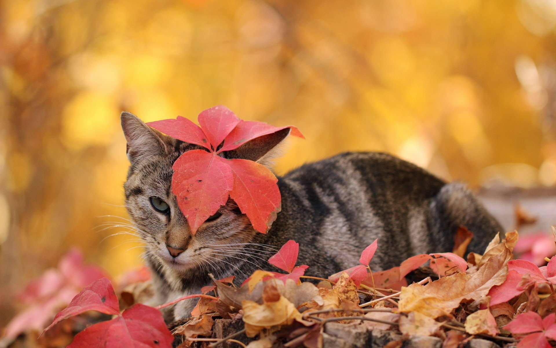 gatto autunno foglie