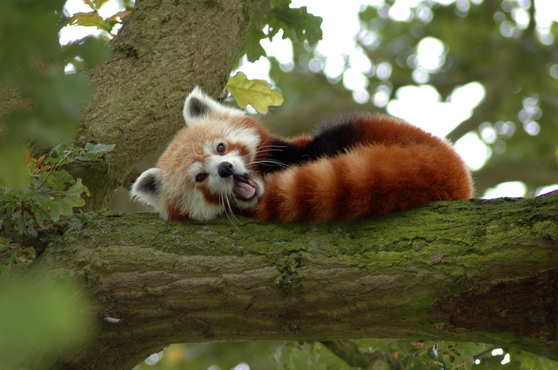 árbol panda oso pelirroja pequeña