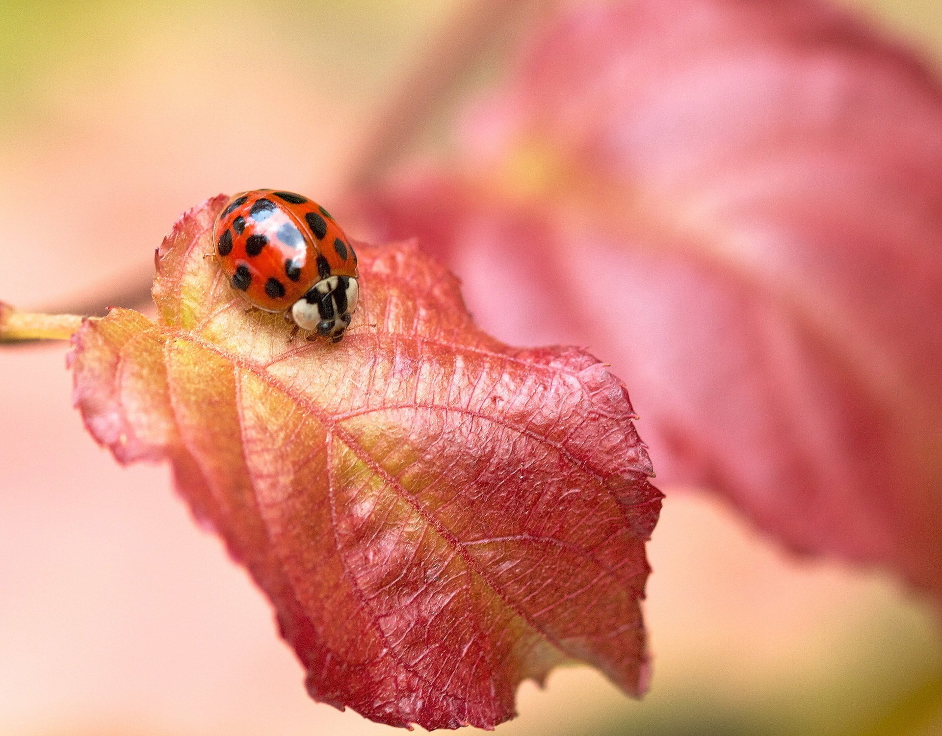 foglia rosso insetto coccinella