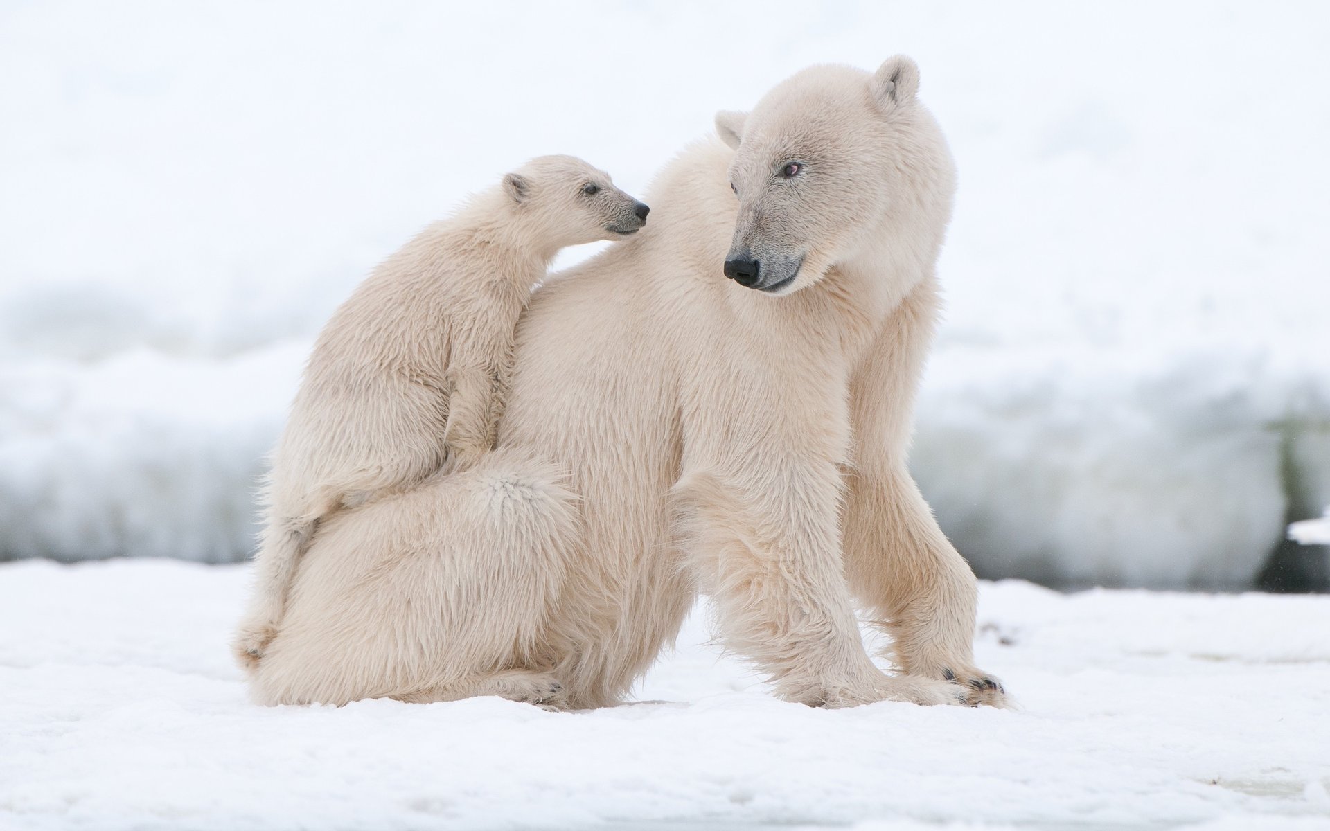 ours neige nord hiver blanc polaire