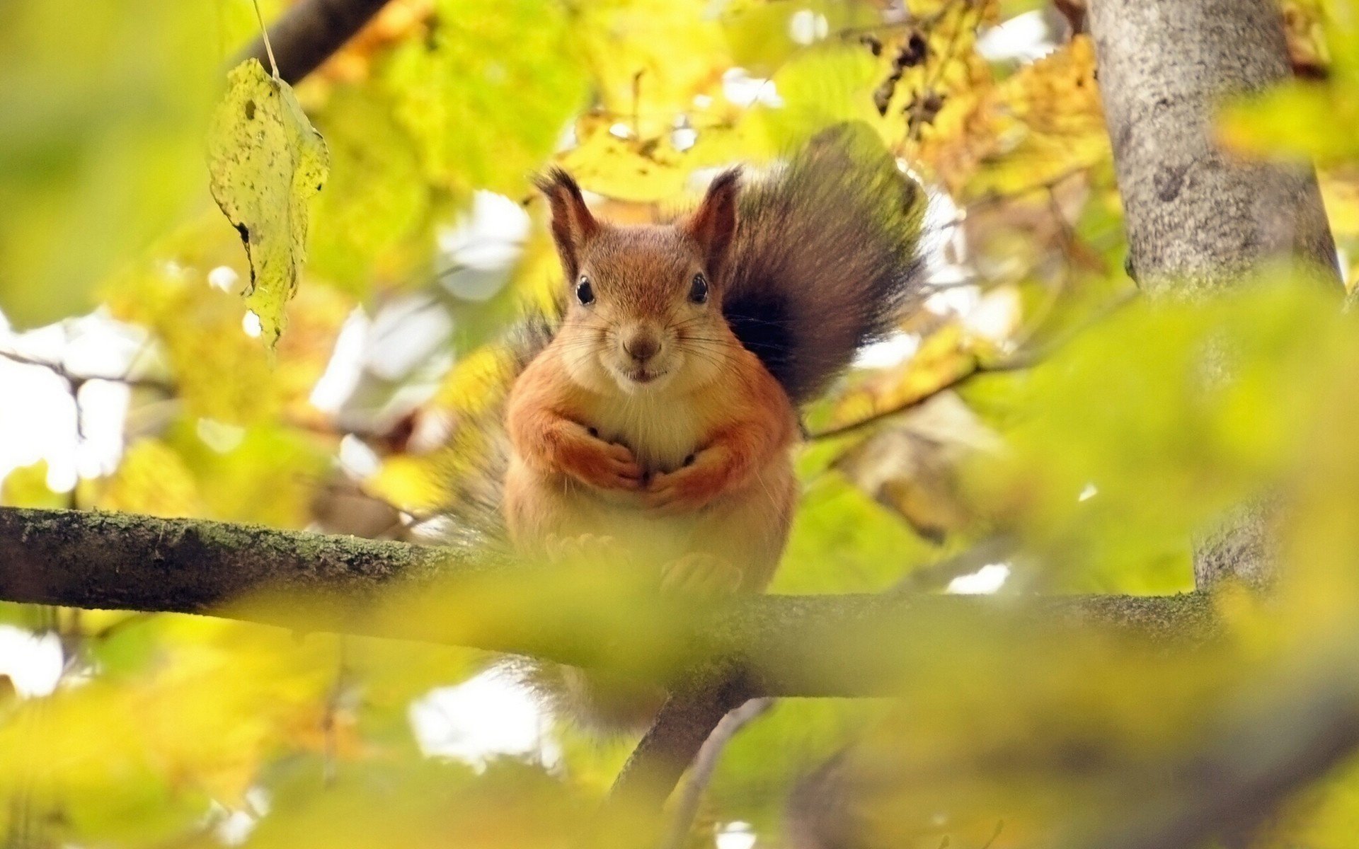 écureuil branche rousse arbre flou sur feuilles