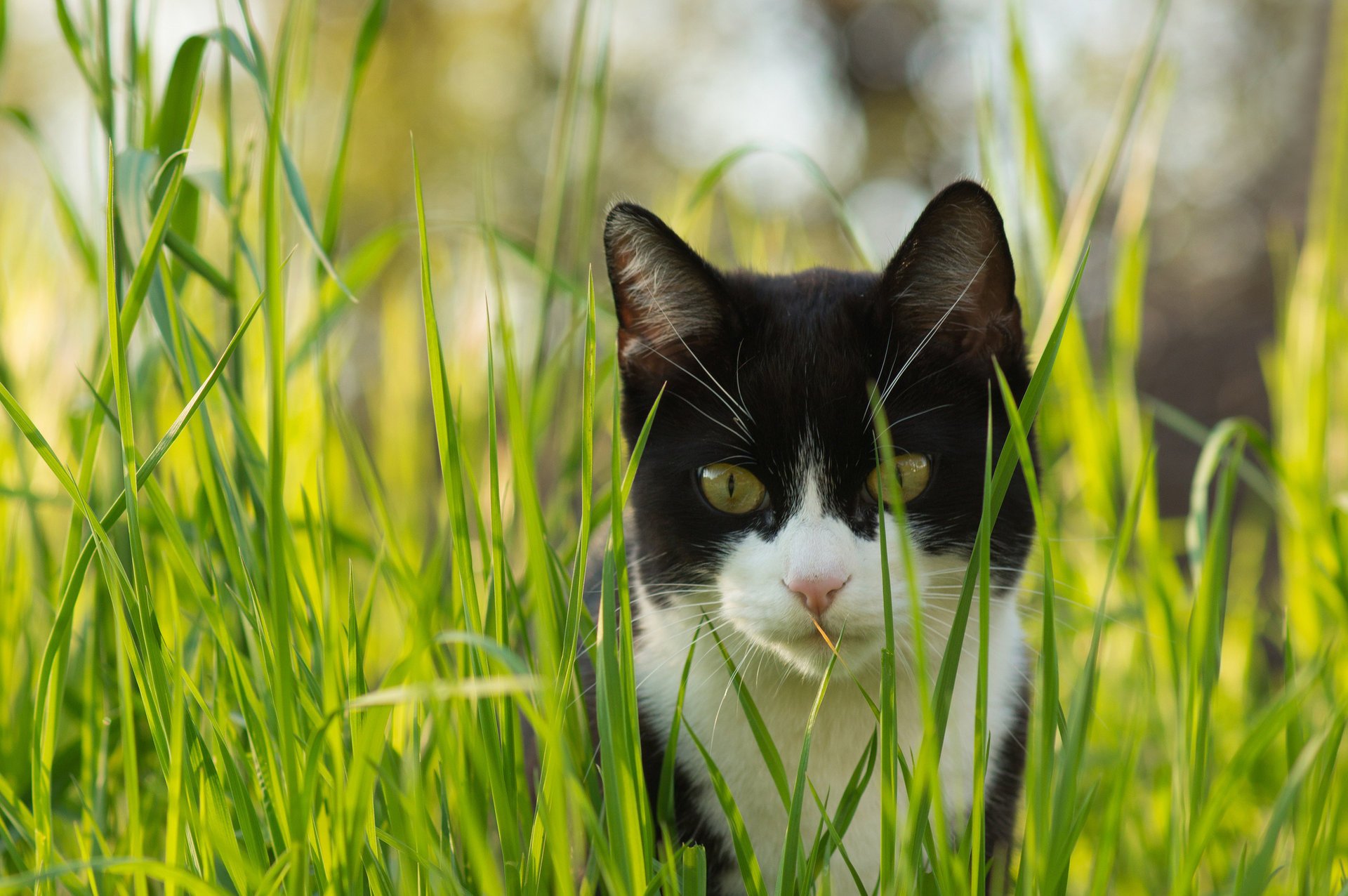 hierba gato mirada gato blanco y negro