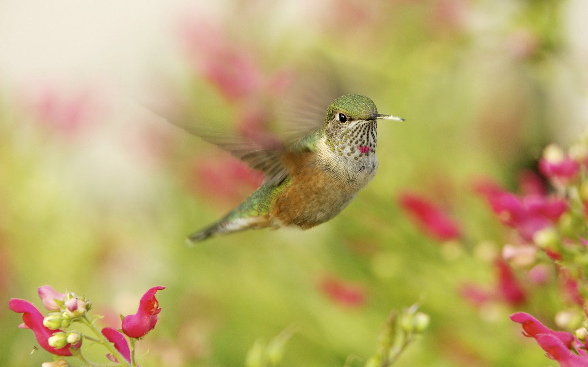 colibri petit oiseau colibri gros plan en vol