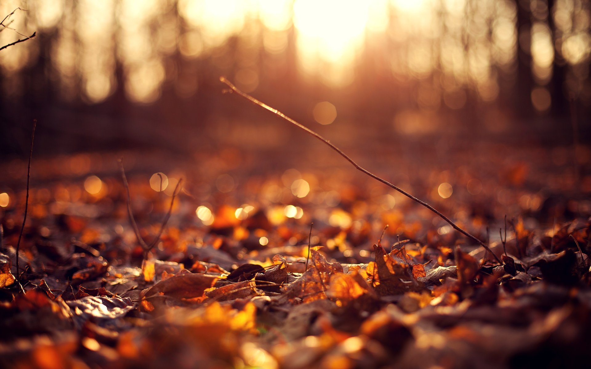 gros plan fleurs fond soleil automne folioles feuilles