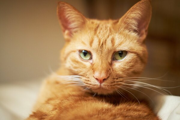 A red-haired cat with a white mustache