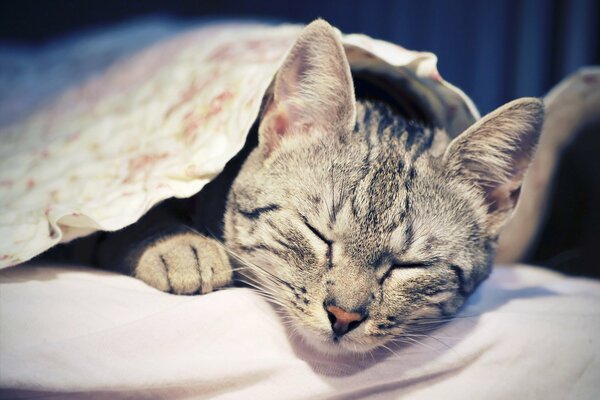 Le chat se coucha sous la couverture pour faire une sieste