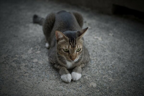 Graue Katze hat ihre Pfoten gefaltet