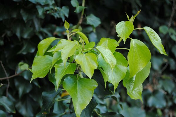 Immagine di fogliame verde brillante, foglie giovani