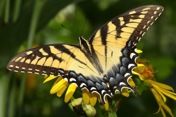 Schöner gelber Schmetterling auf einer Blume