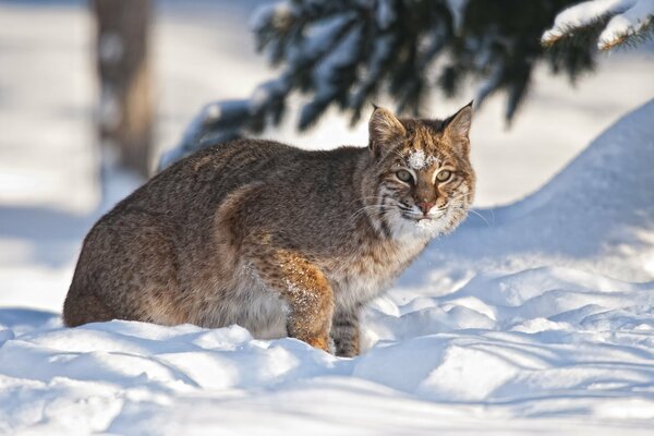 Bella lince d inverno nella foresta