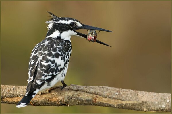 Kingfisher bird eats fish