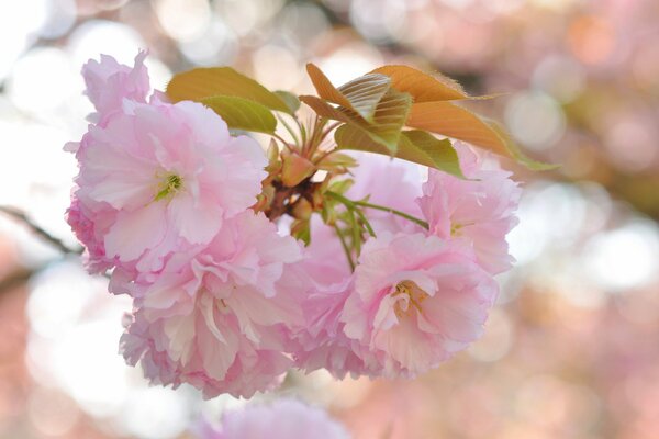 Flores Rosadas del árbol Sakura