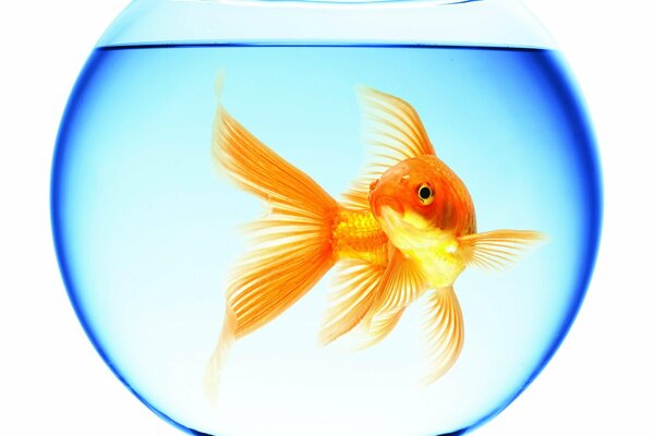 Goldfish in a round aquarium