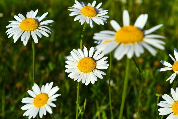 Kamille mit grünem Gras in der Sonne blühen