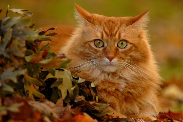 Un chat roux caché dans les feuilles