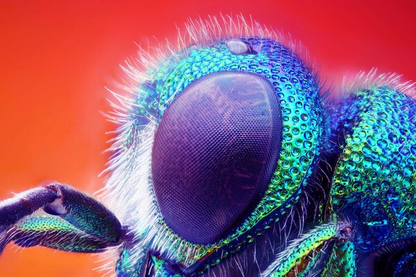 Un gran ojo de insecto contra un fondo de color rojo