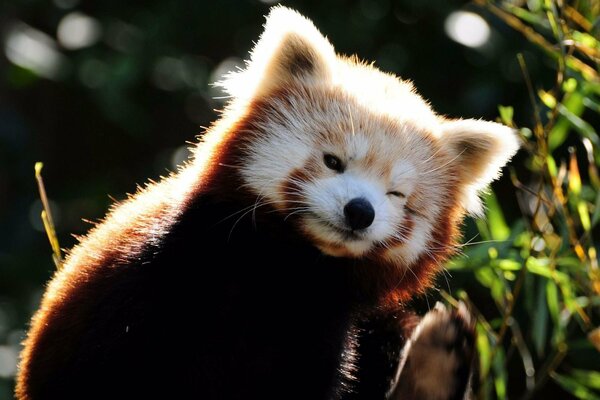 Der süße Panda hat sein Auge vor hellem Licht verdreht