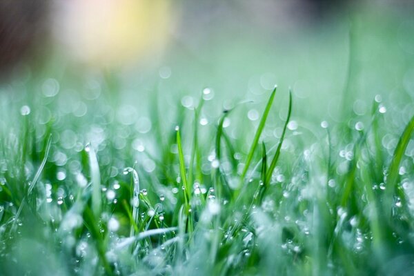 Cali rosée sur les tiges d herbe