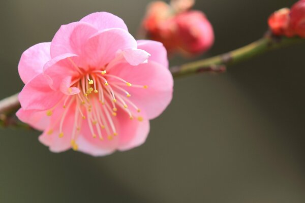 Fiore di albicocca Giapponese rosa