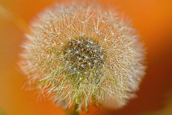 Diente de León en gotas de rocío sobre un fondo de color naranja