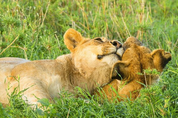 Pareja de leones en la Sabana acariciando