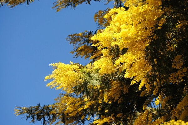 Gelbe Mimose auf blauem Himmelshintergrund