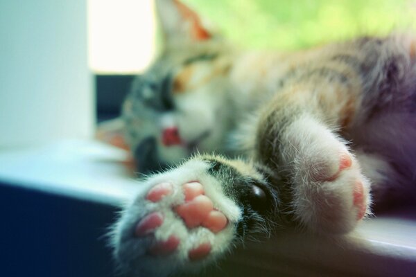 Patas de gato con almohadillas de color rosa suave