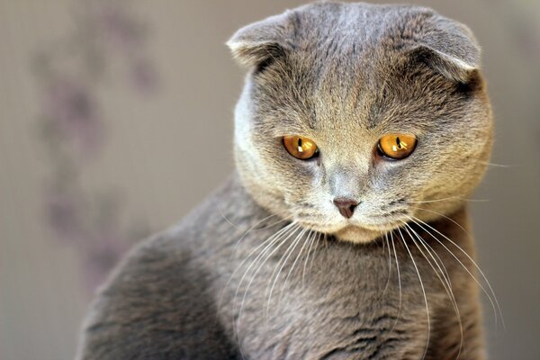 Graue fleckige Katze mit gelben Augen