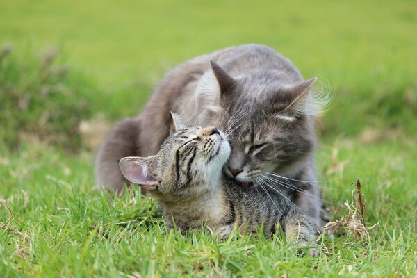 Gray cat with a kitten on the grass