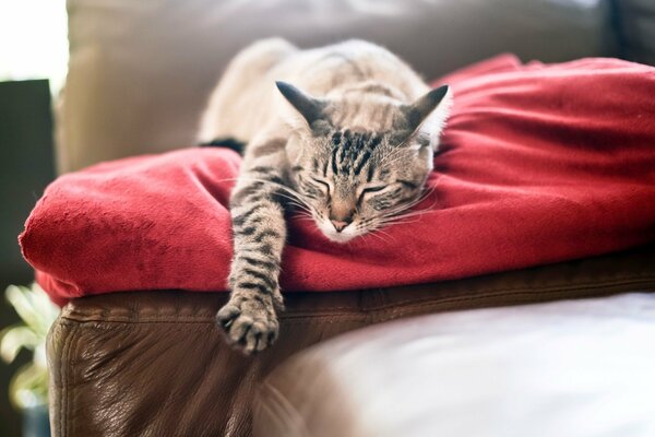 Die Katze schläft auf einem roten Teppich