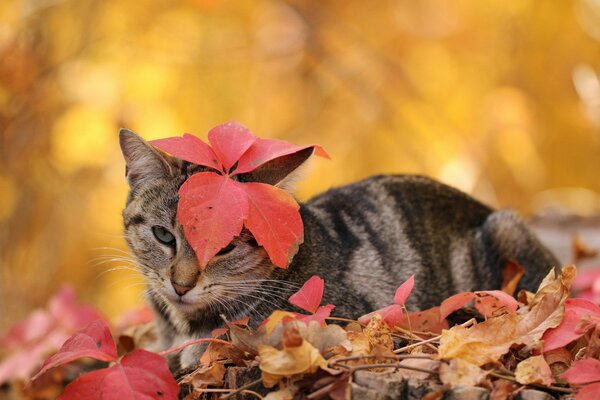 La hoja de otoño descansa sobre un lindo gato