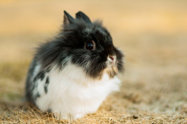 A small rabbit in a clearing with dry grass