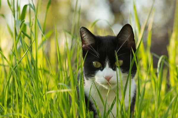 Cat s eye in the green grass